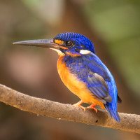 Blue-eared Kingfisher